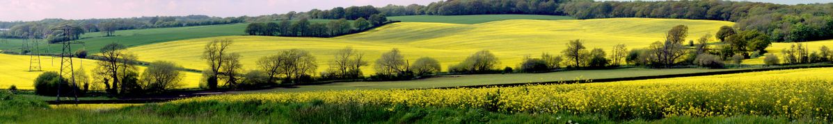 Rapeseed field Boarhunt Village