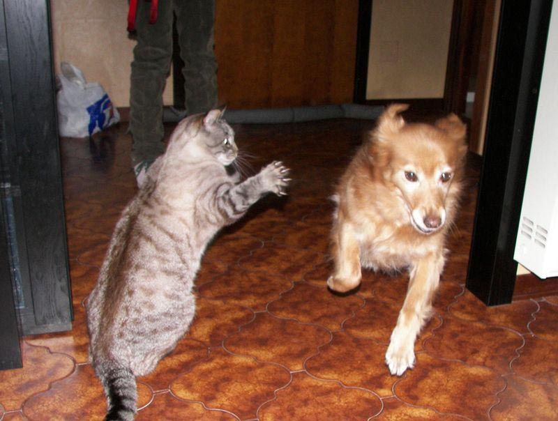 funny-sayings-cat-vs-dog-free-photos-88396.jpg