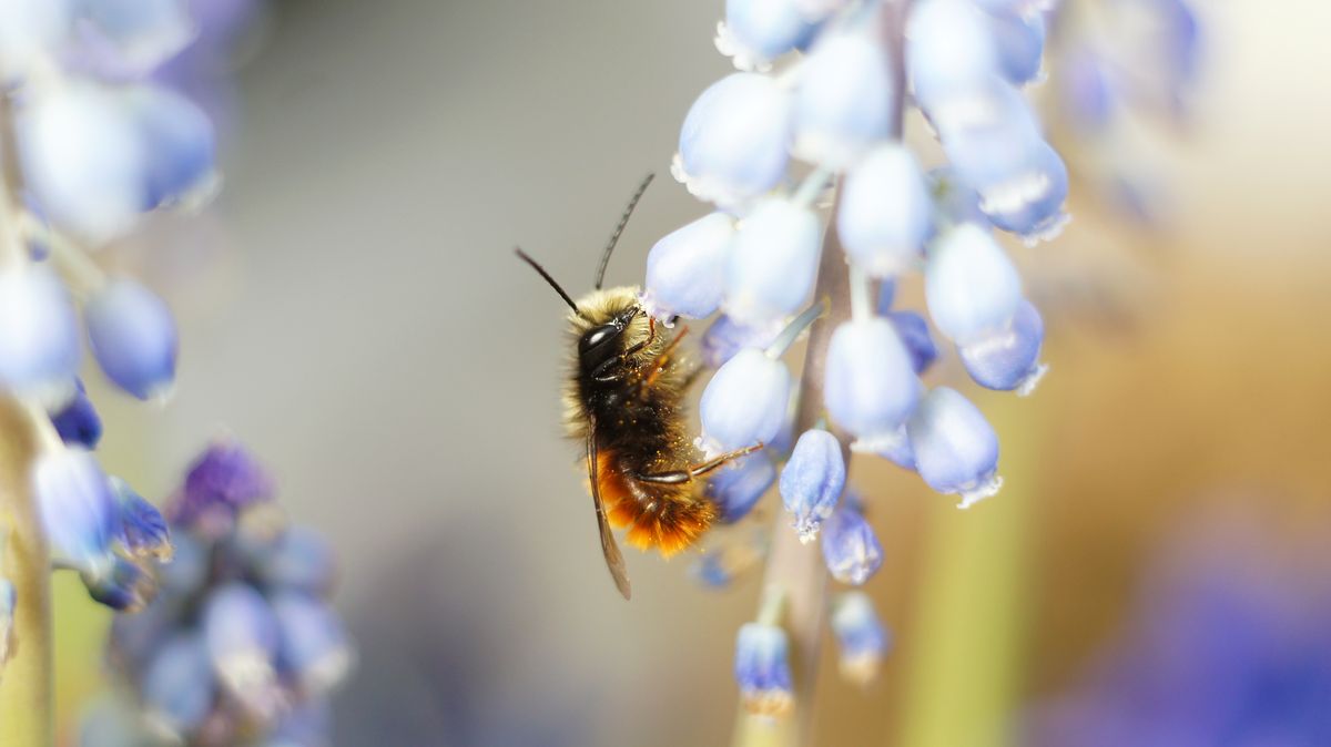 One of the first bees, that visited us last year in our backyard.