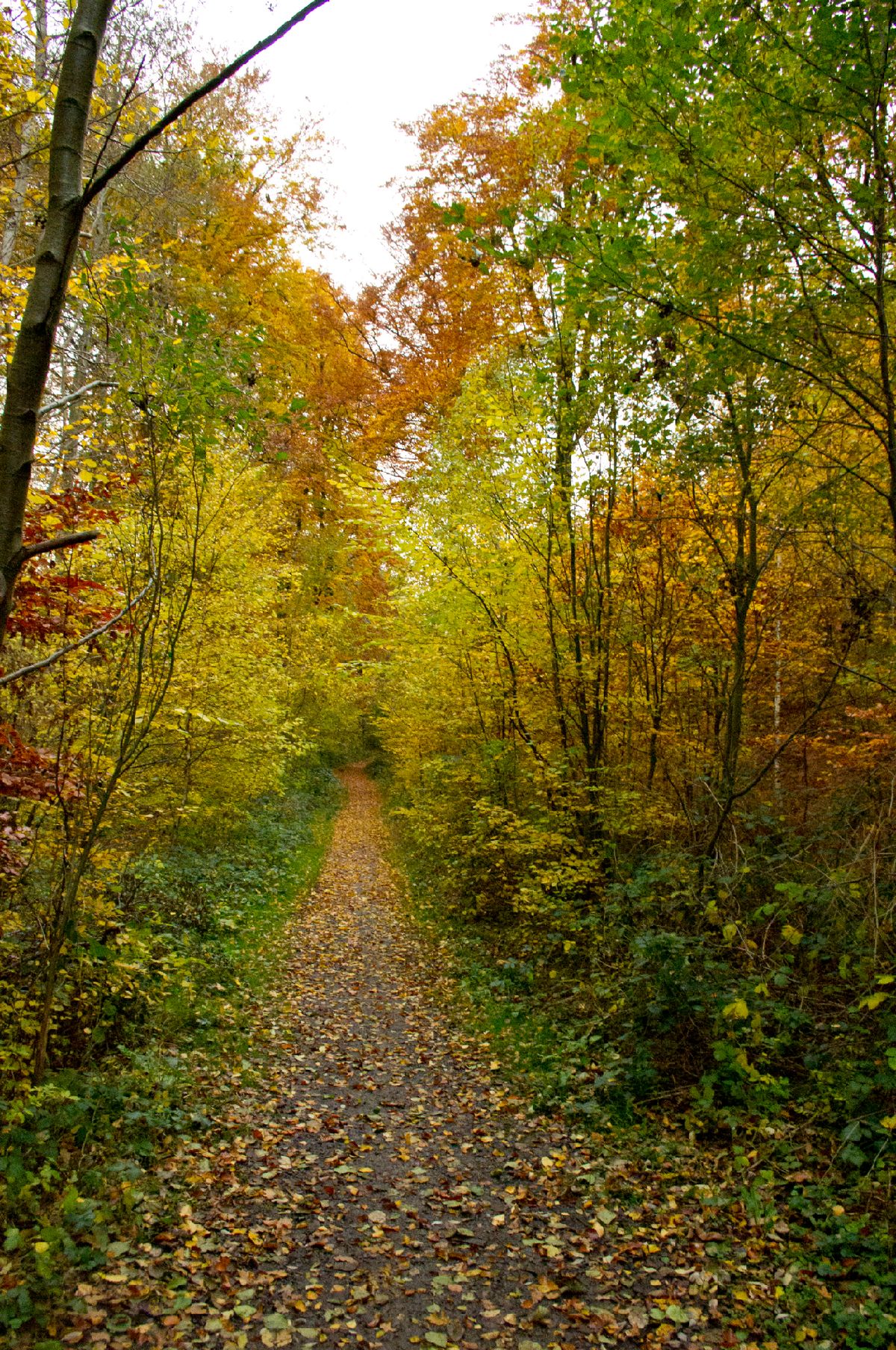 les chemins forestiers invitent à la promenade