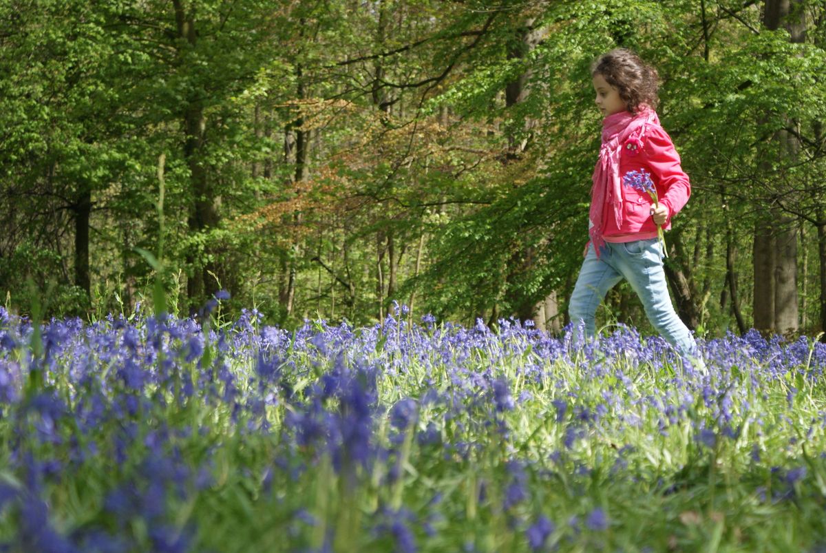 Ballade dans les bois