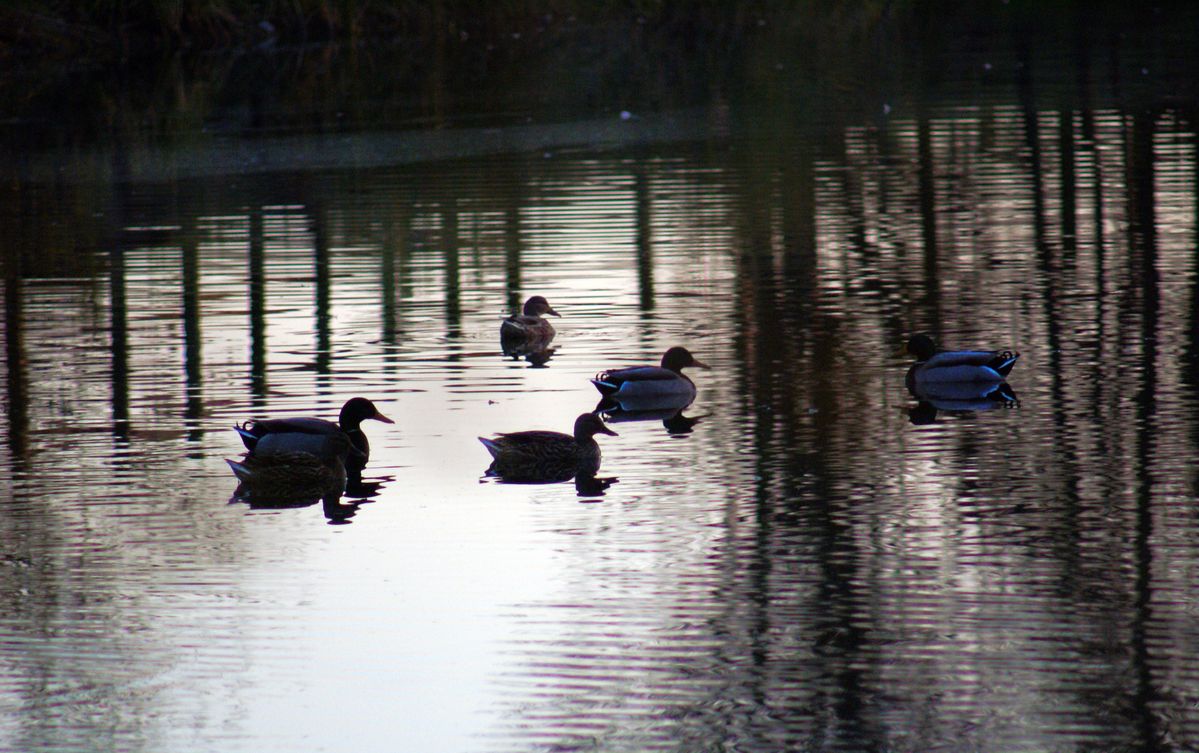 Xarco dos patos 1 / Duck pond 1