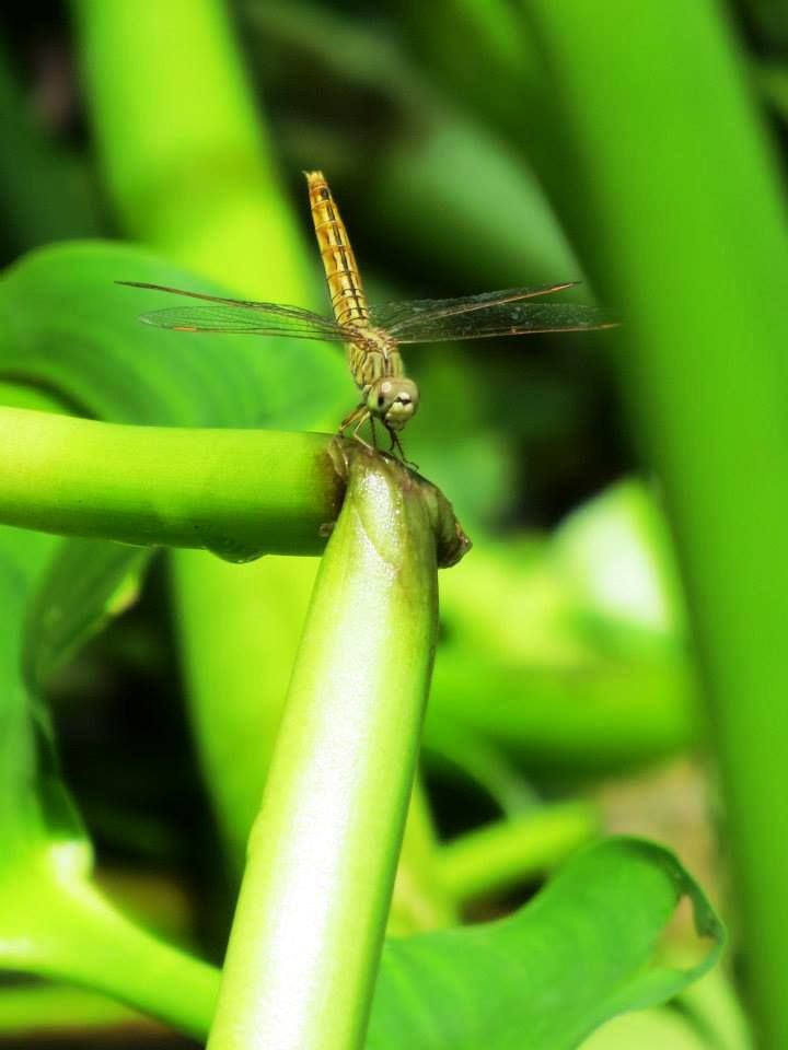 Een libelle aan de waterkant in Thailand