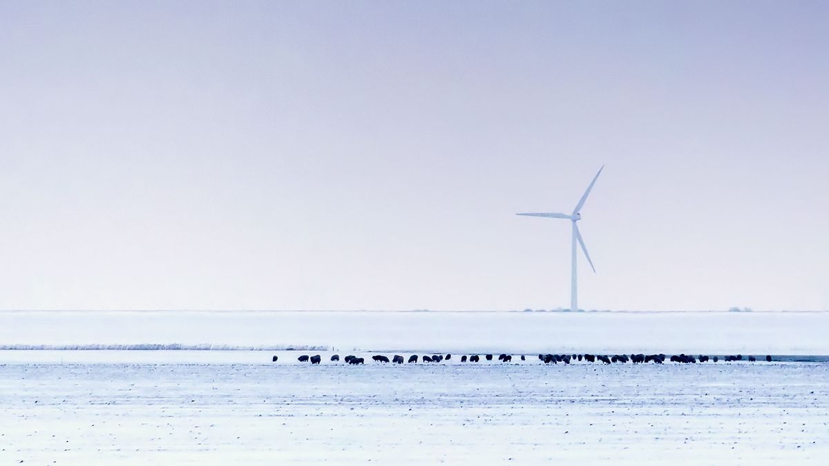 Winter in Flevoland. Op een ijzige zaterdagmiddag dwarrelde de sneeuw heel lichtjes naar beneden. Samen met de bijna invallende duisternis gaf dit een surrealistisch beeld.