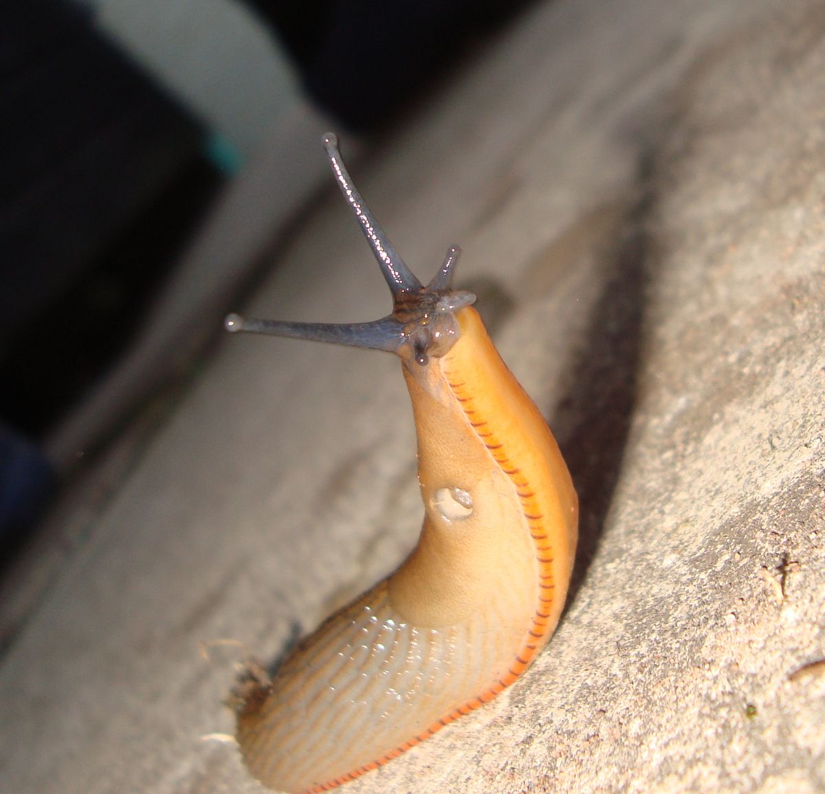 Snail alert in the garden.