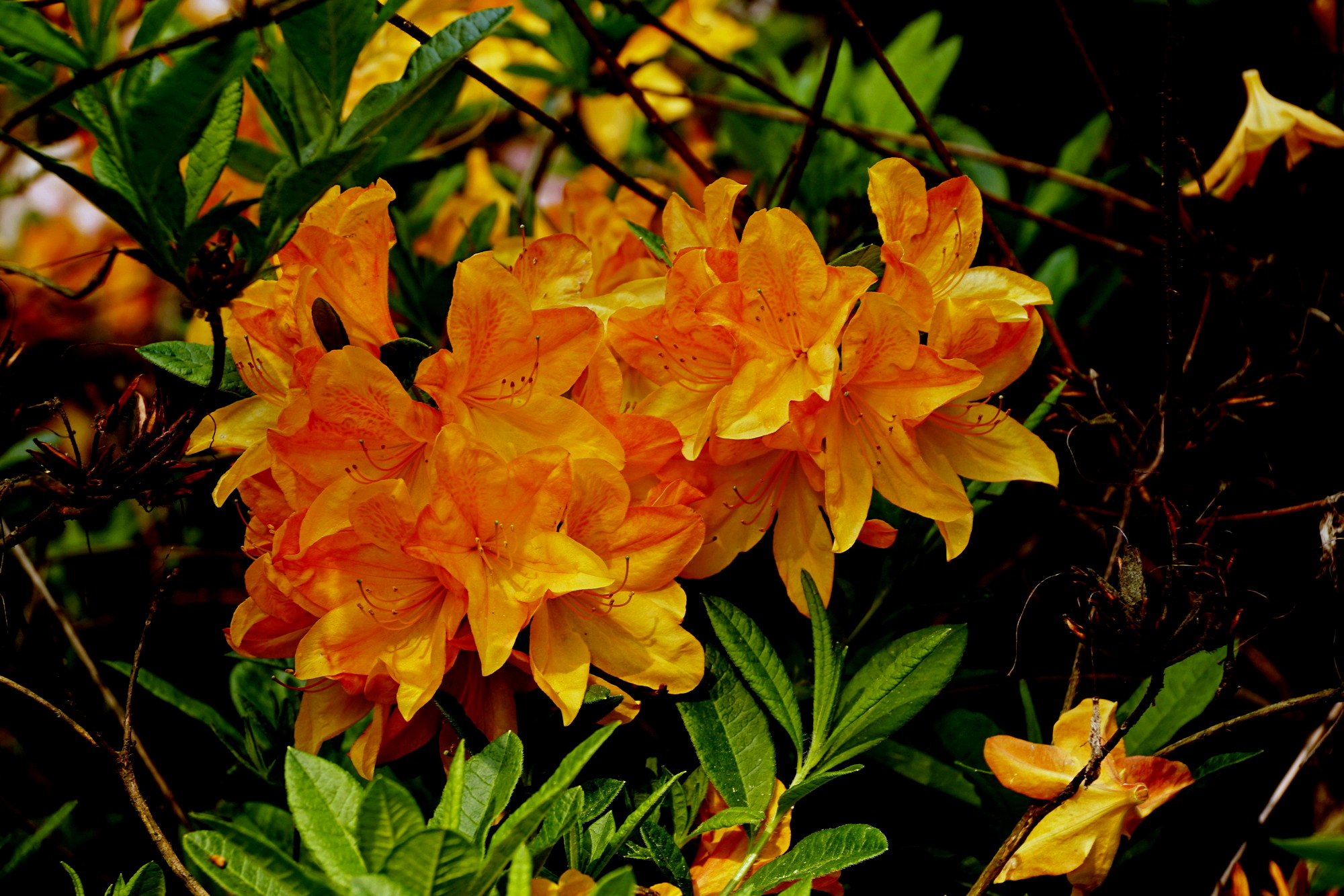 Arboretum Rogów