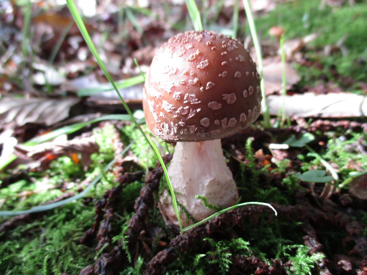 funghi....