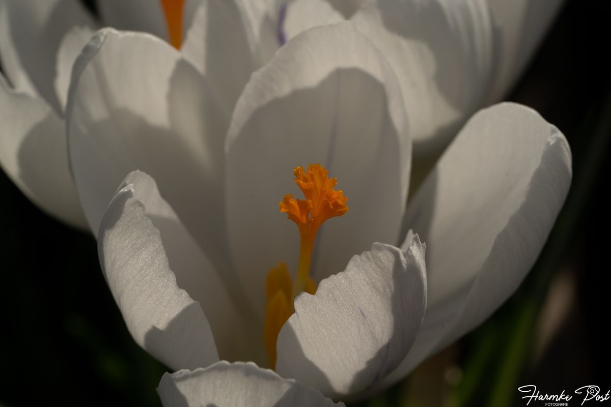 lente 2020