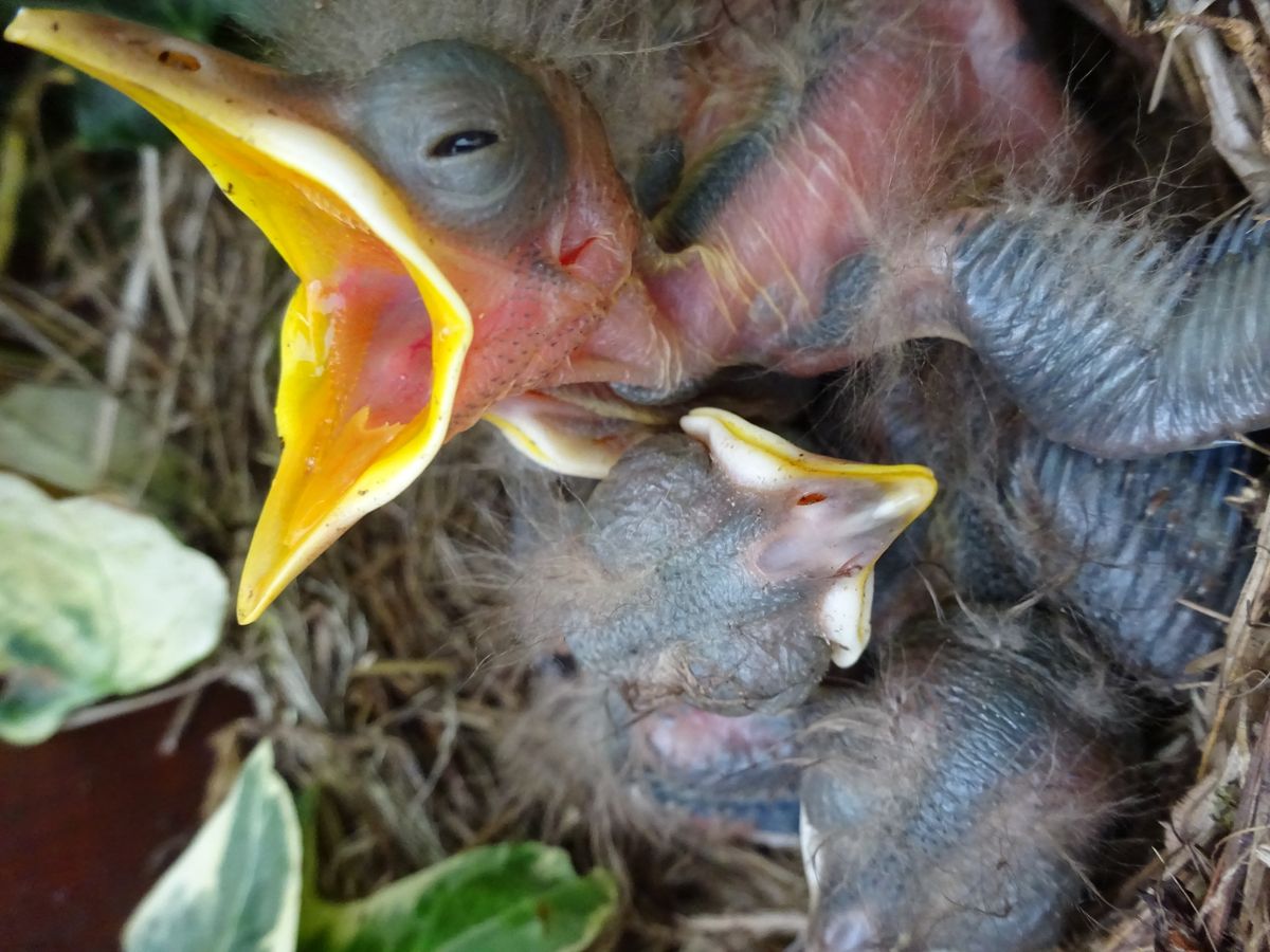 Baby blackbirds