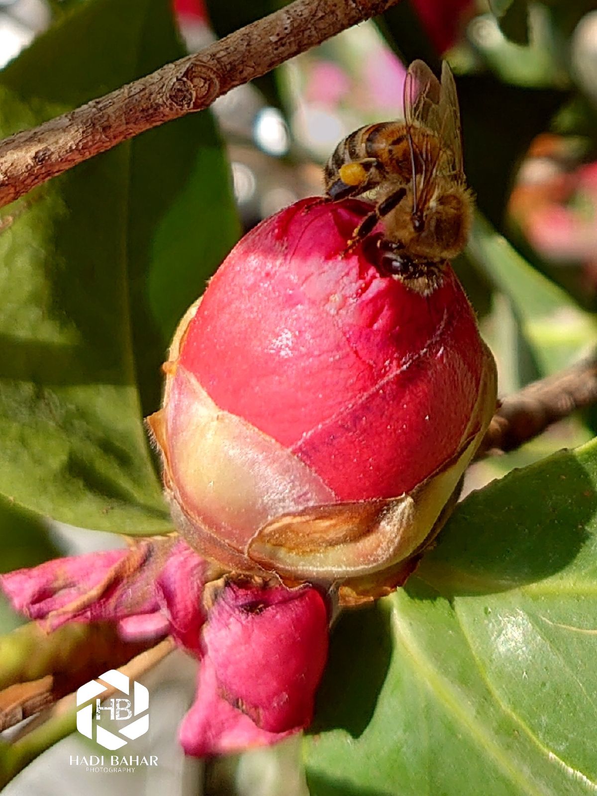 Adobe_20210407_161250.jpg