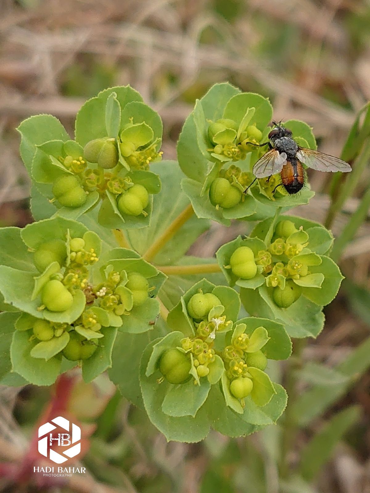Flies