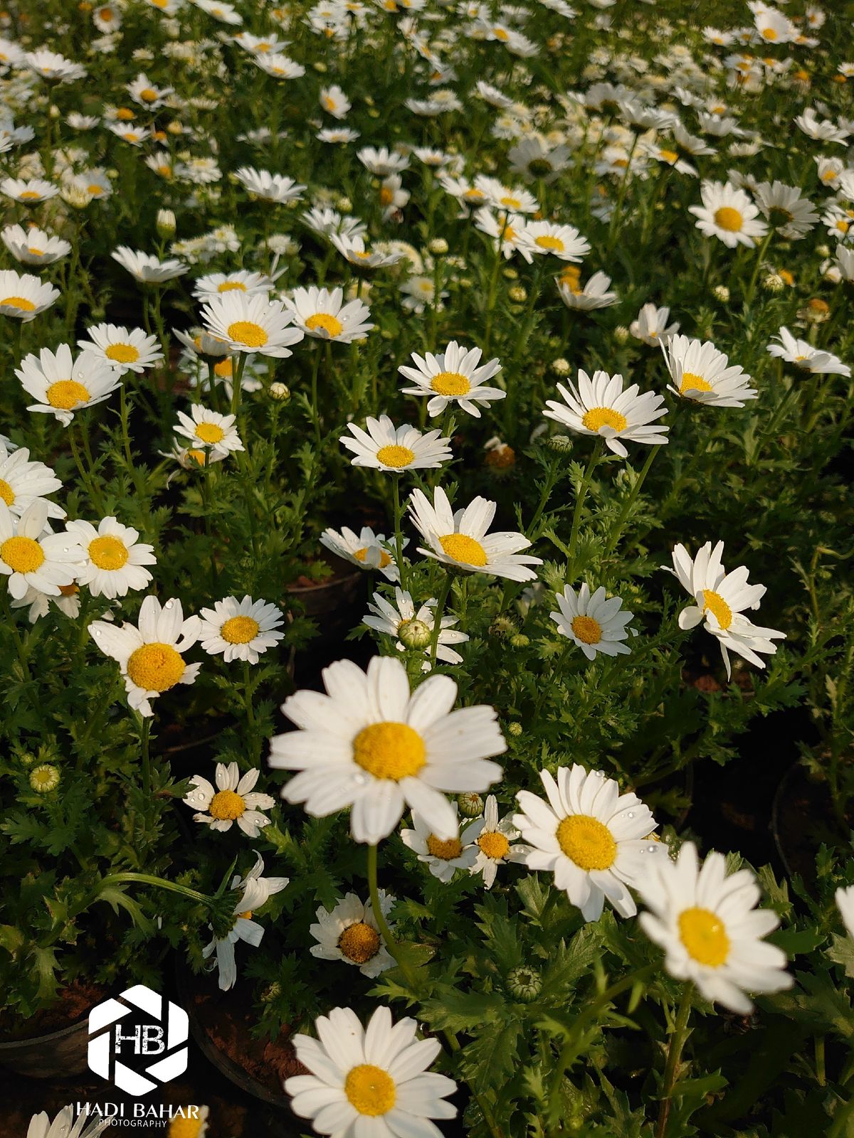 beautiful flowers