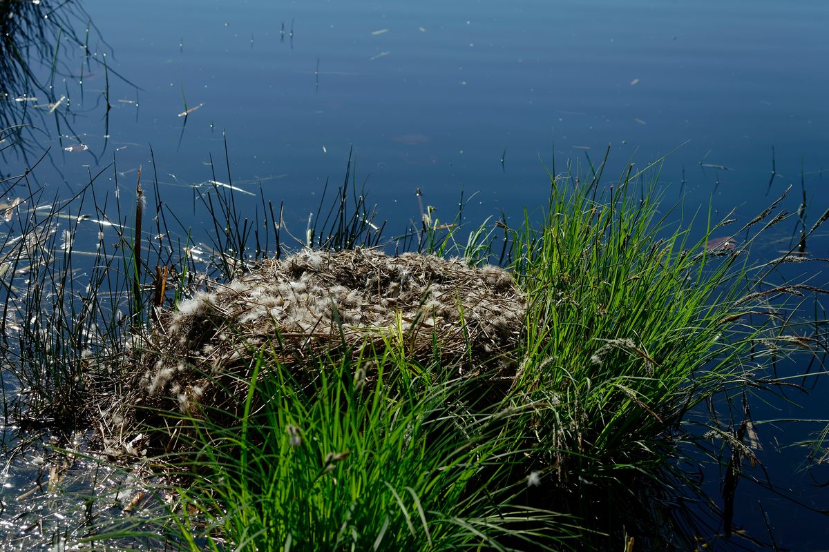 Das Verwaistes Nest der Graugans mit Federn