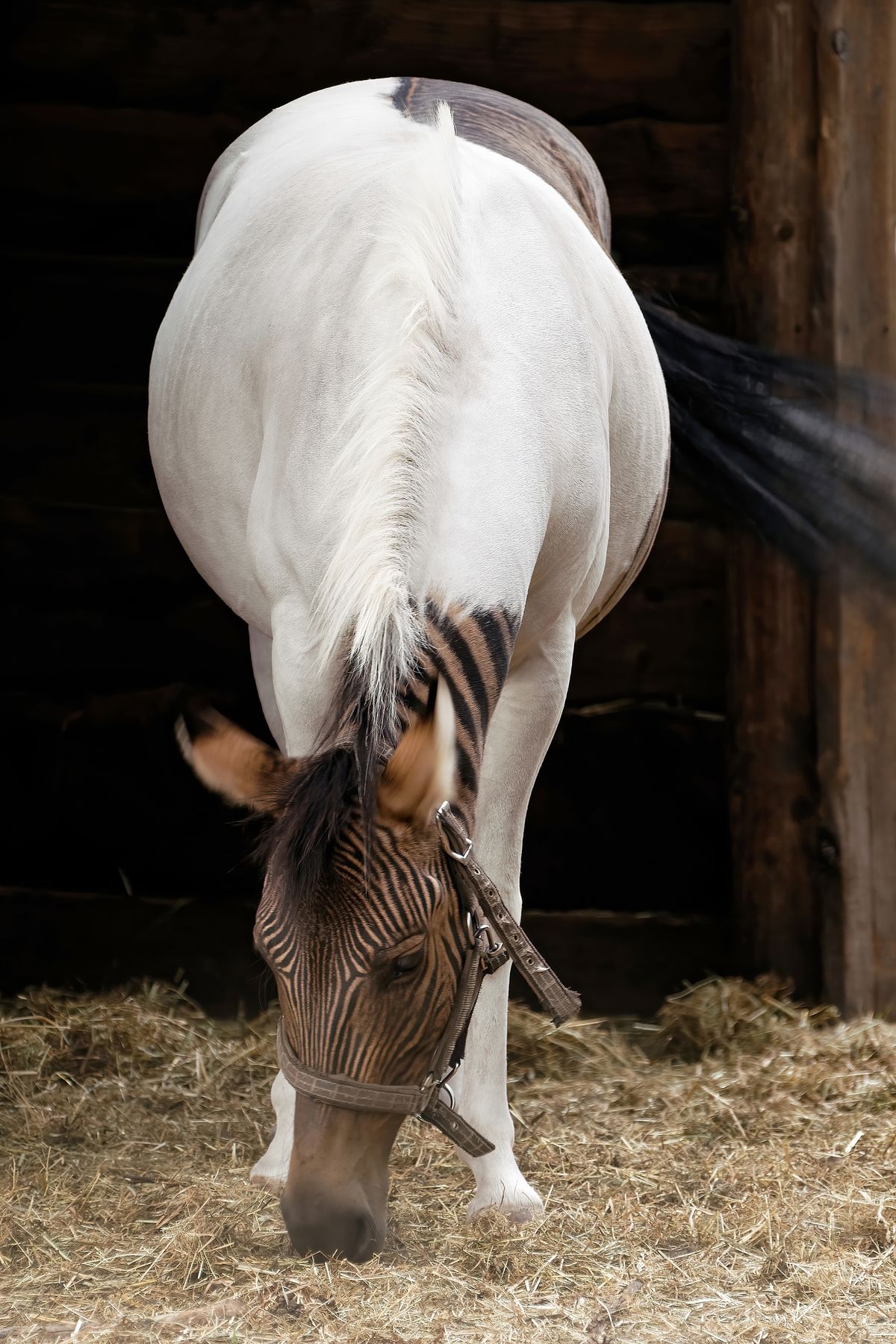 Die ursprüngliche Beschreibung des Quaggas besagte: Das es eine Mischform aus Pferd und Zebra ist, aber tatsächlich gibt es kein Verwandtschaftsverhältnisse. Das Quagga war eine Zebra Art, die vom Menschen ausgerottet wurde. Das abgebildete Tier ist ein Zebroid, das in Safariland in Stukenbrock lebt.