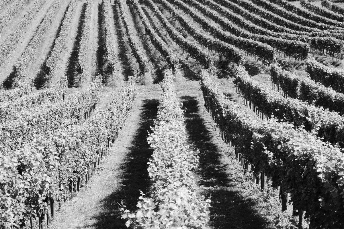 Weinberg im Süden Österreichs