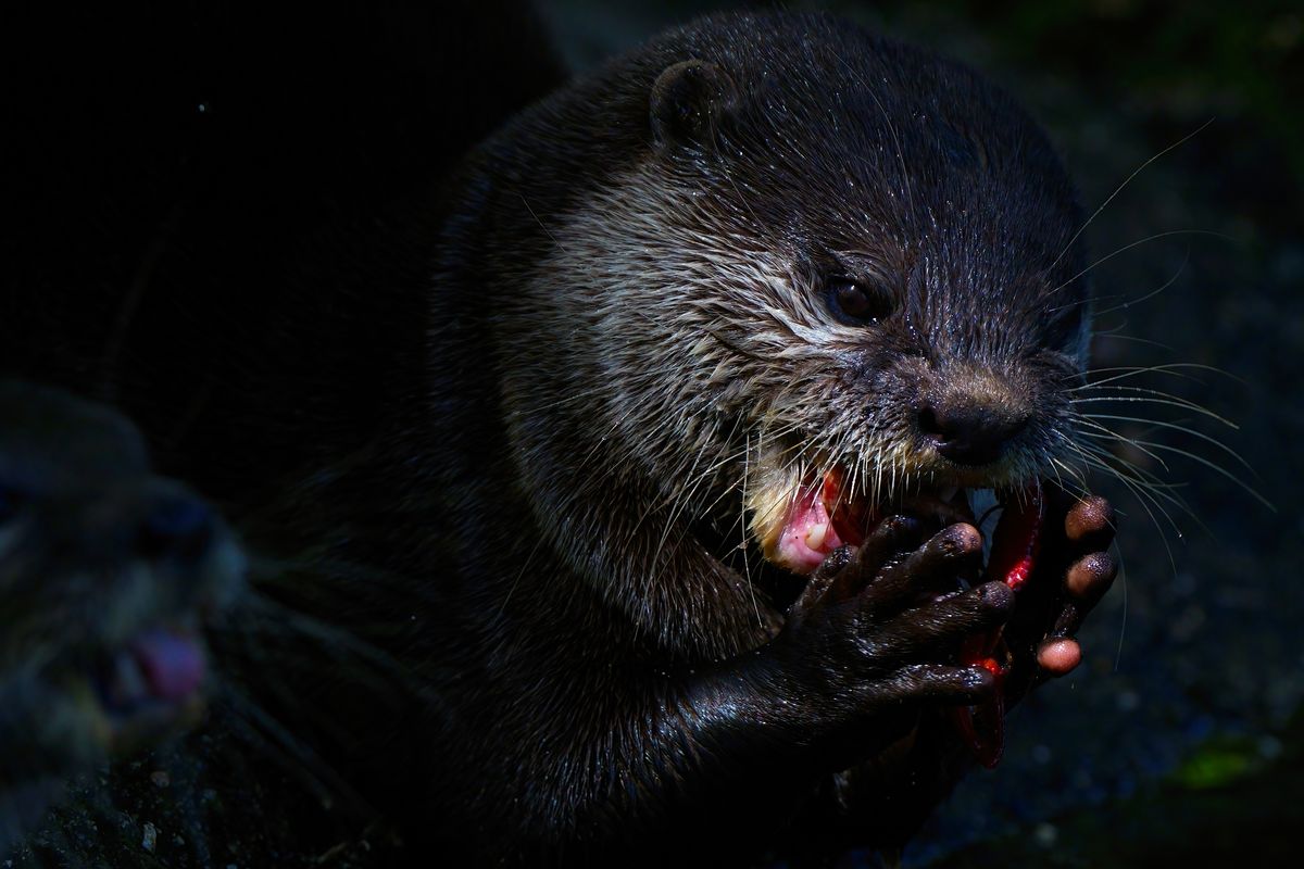 Zwergotter oder Kurzkrallenotter, heute aufgenommen in NaturZoo Rheine