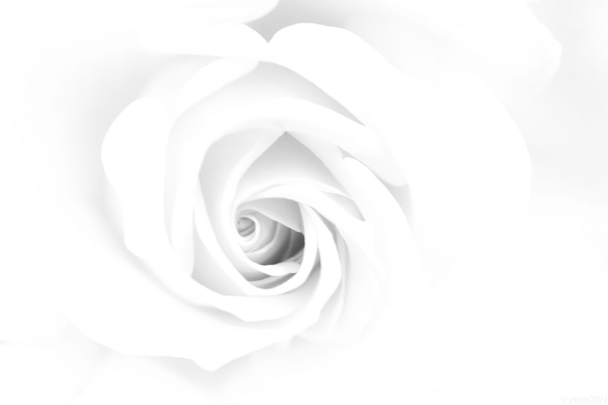 white rose