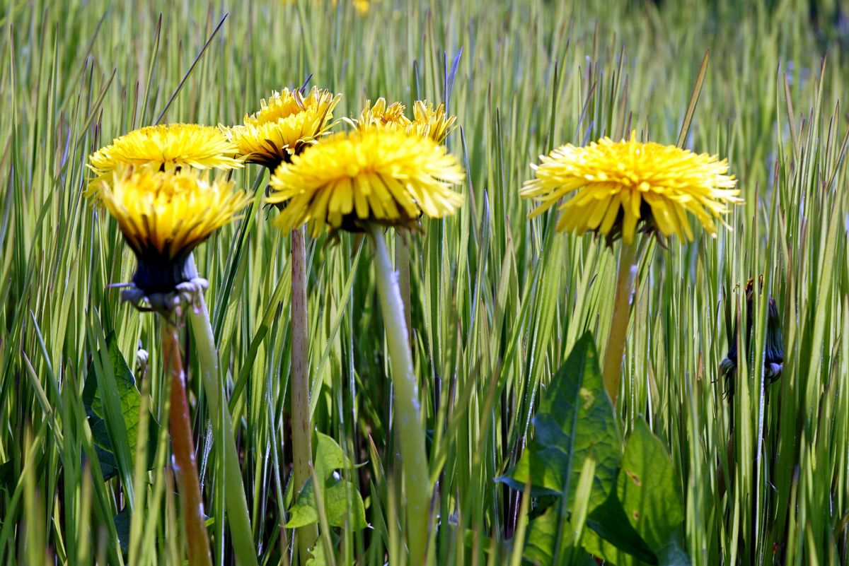 Natuur-Testje -sony a6000 -Macro 30