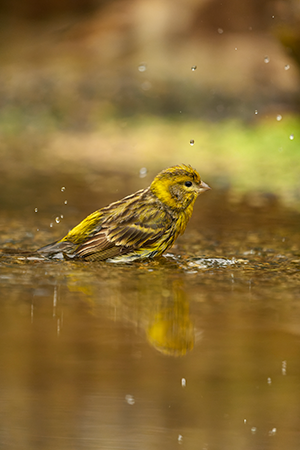 foto de ráfaga con silencioso.png