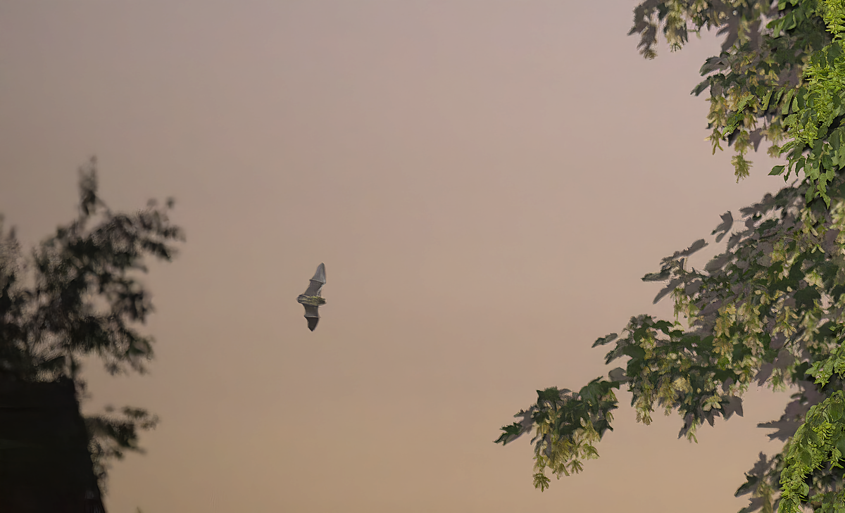 Erinnerung an den vergangenen Sommer, Abends flogen Fledermäuse über einen Kinder-Spielplatz