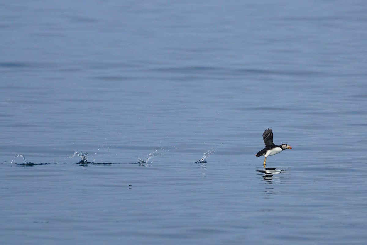 Puffin at starting