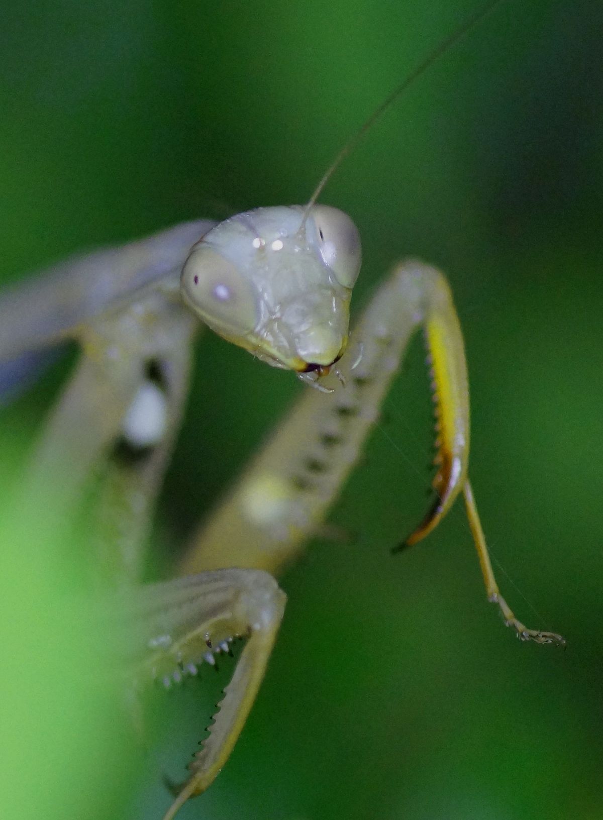 Macro, Mantis en mi viaje a Ronda, Málaga